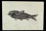 5.1" Fossil Fish (Knightia) - Green River Formation - #129740-1